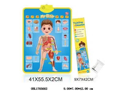 人体结构挂图学习机 3*AAA不包电 配1个挂钩 1个螺丝刀 圆形双面胶_OBL1765662